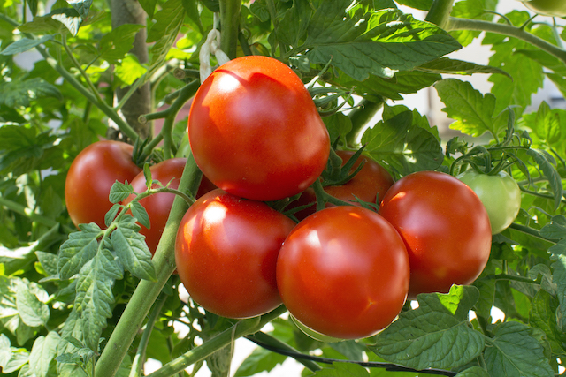 Florida Weave Tomato Trellising System